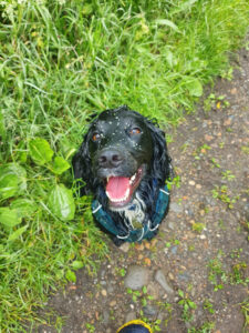 Dog with grass seed stuck in fur