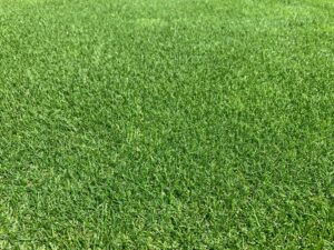 Perennial Ryegrass