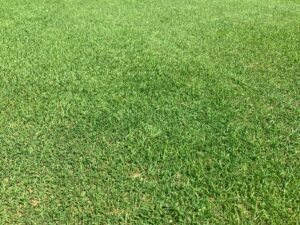 Creeping Bentgrass